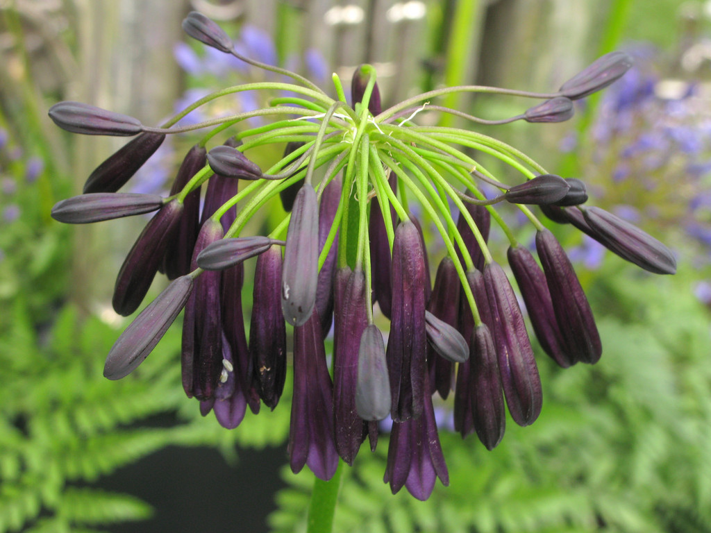 Agapanthus Inapertus Ssp.