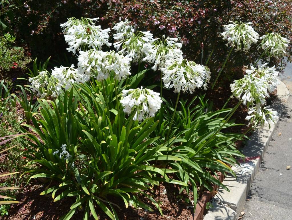  Agapanthus Orientalis