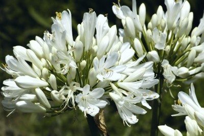 Agapanthus sp. 'Cold Hardy White'