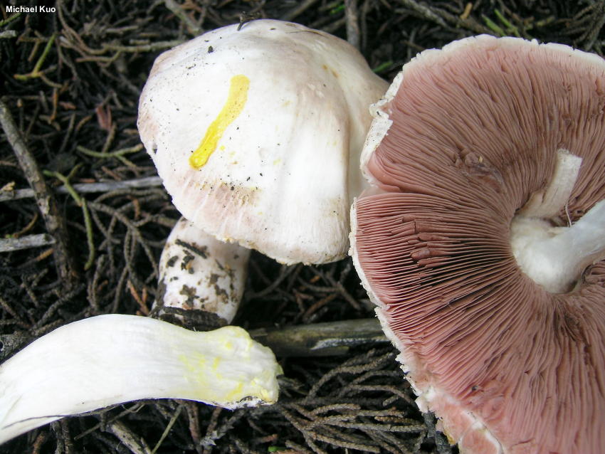 Agaricus Xanthodermus