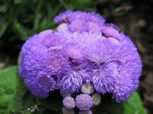 Agerato Anão Terra Blue: Características, Nome Cientifico e Fotos