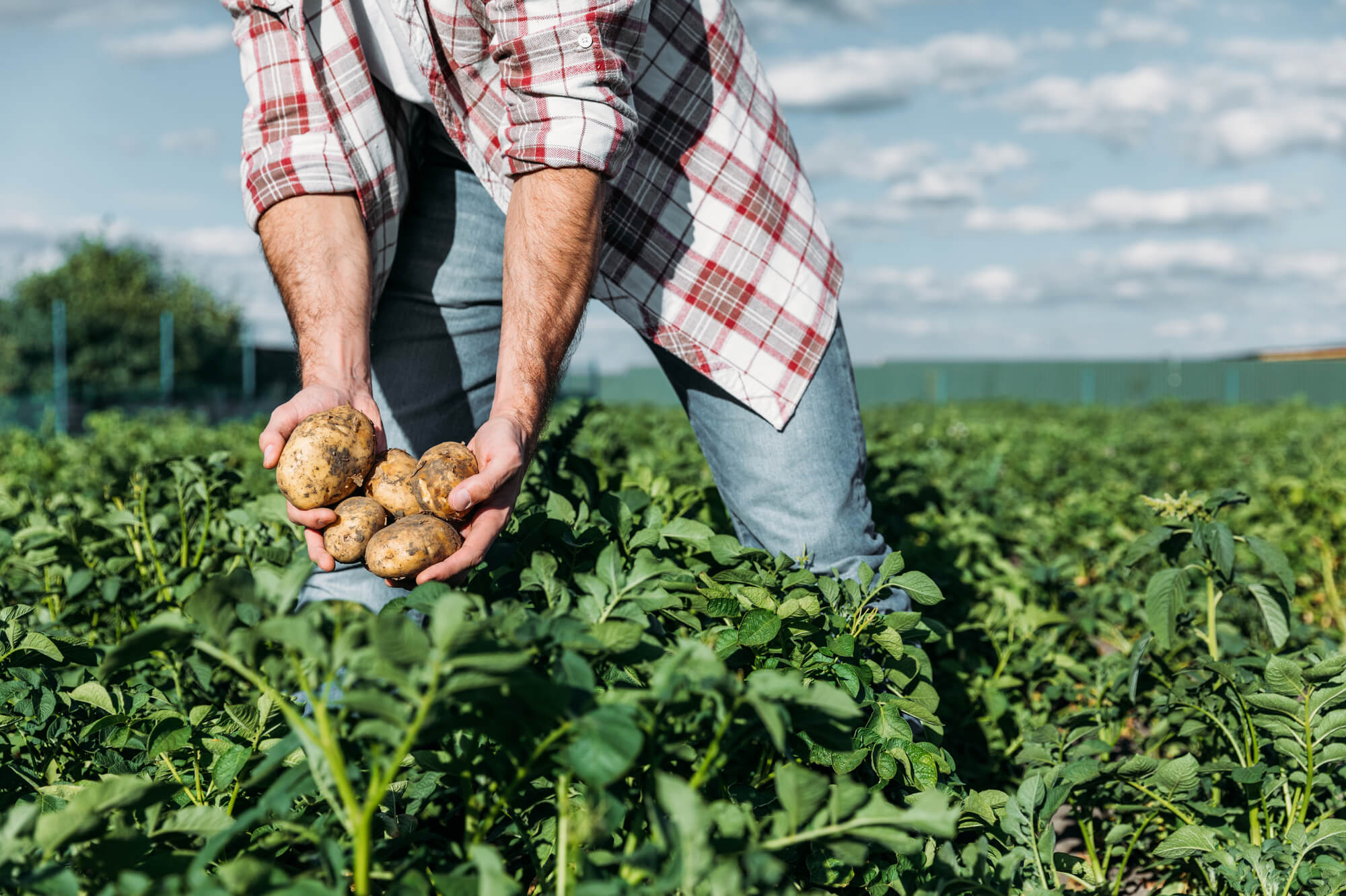 Agricultura de Batata