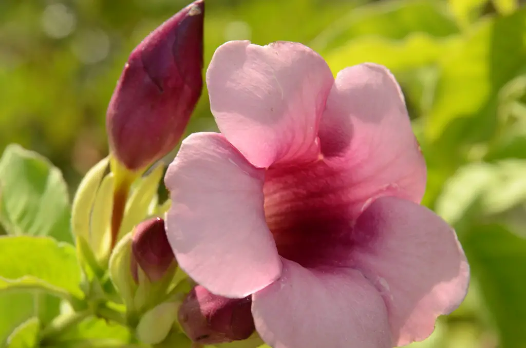 Alamanda Sete Patacas Roxa: Características da Flor e Imagens | Mundo  Ecologia