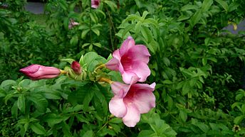 Alamanda Sete Patacas Roxa: Características da Flor e Imagens | Mundo  Ecologia