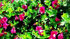 Alamanda Sete Patacas Roxa: Características da Flor e Imagens | Mundo  Ecologia