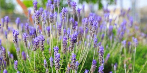Pé de Alfazema: Para Que Serve? Veja Raiz, Folhas, Flores e Fotos