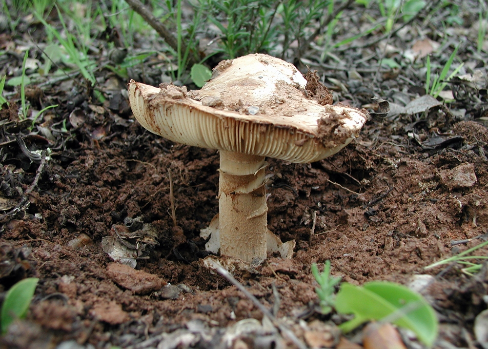 Amanita Ponderosa