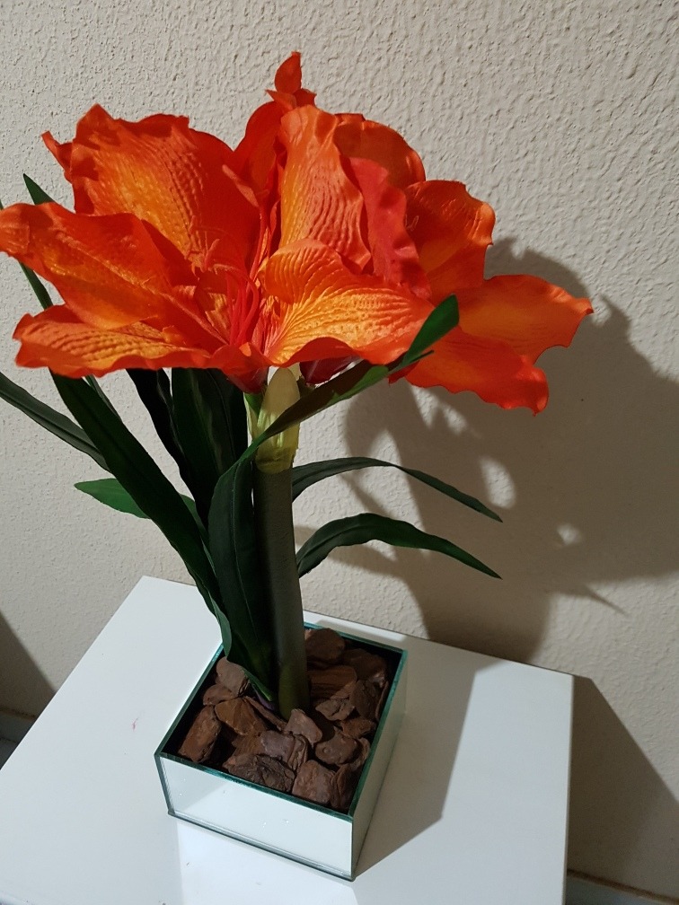 Como Plantar Amarílis Em Vaso? Dá Pra Ter Em Apartamento?