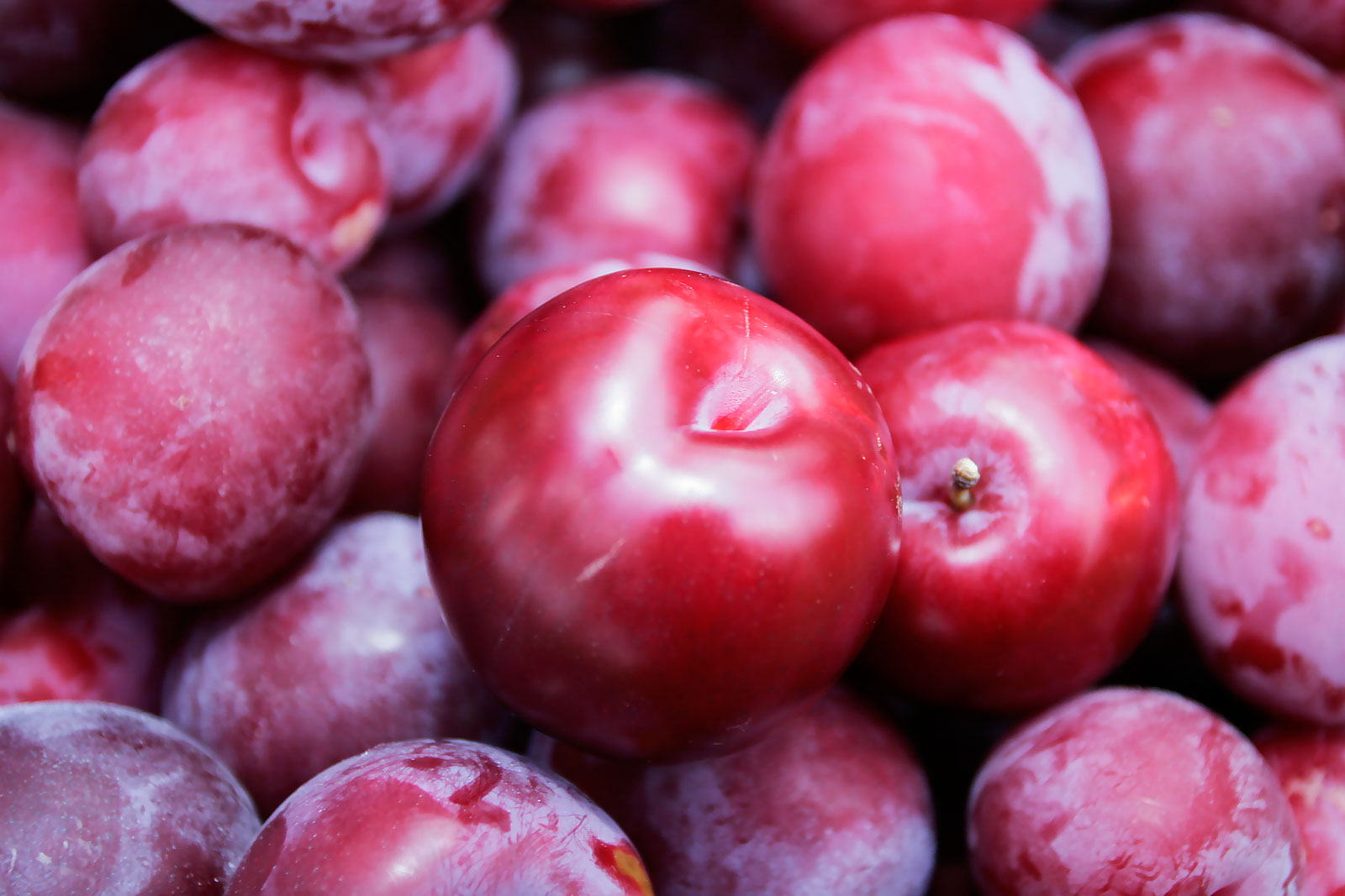 Ameixa Pluma 7 Vermelha: Benefícios, Calorias, Características e Fotos
