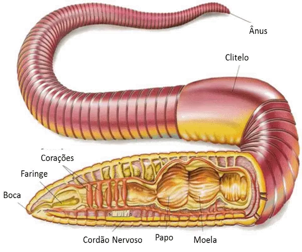 Anatomia das Minhocas 