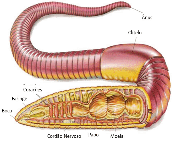 Anatomia das Minhocas 