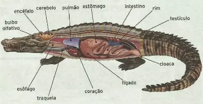 Anatomia do Jacaré 