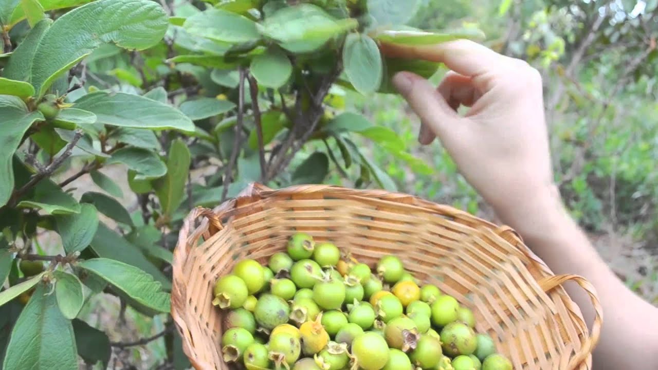 Apanhando na Cesta Gabiroba Murici 