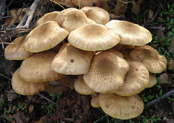 Armillaria Mellea