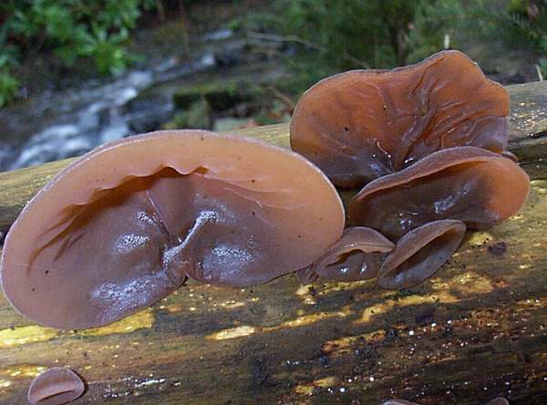 Auricularia Auricula-Judae