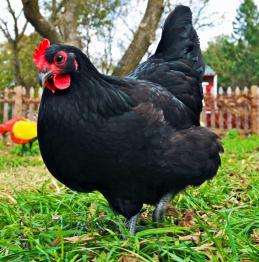 Australorp