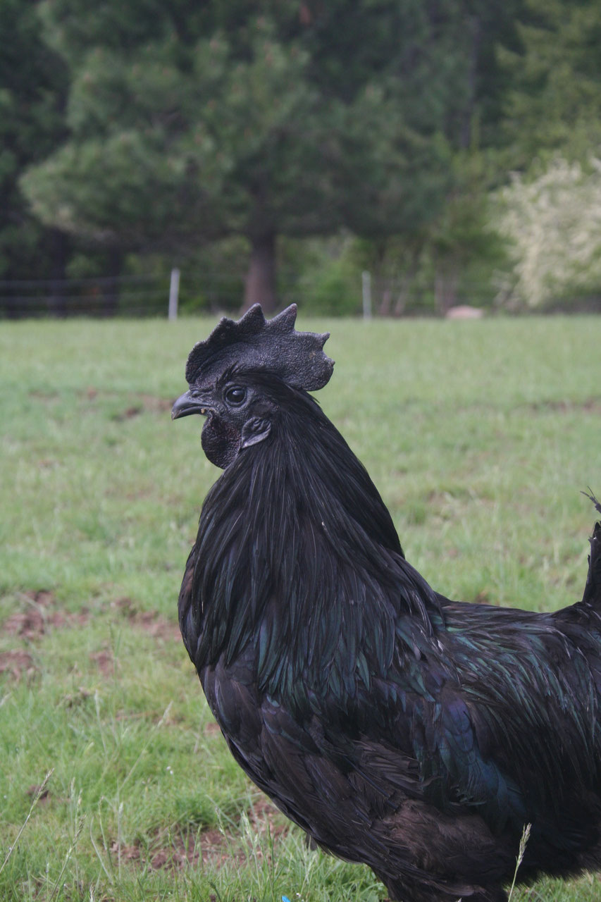 Ayam Cemani