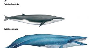 Baleia-Azul