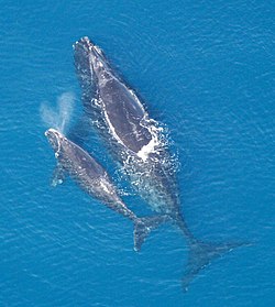 Baleia Balaenoptera Omurai Junto Com Seu Filhote