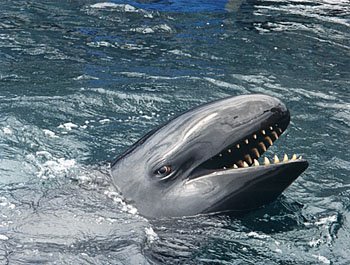 Baleia Falsa-Orca – Curiosidades, Características, Onde Vive e Fotos!