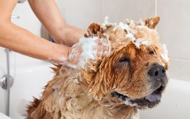 Banho Seco Cachorro Maisena e Bicarbonato: Para Que Serve?