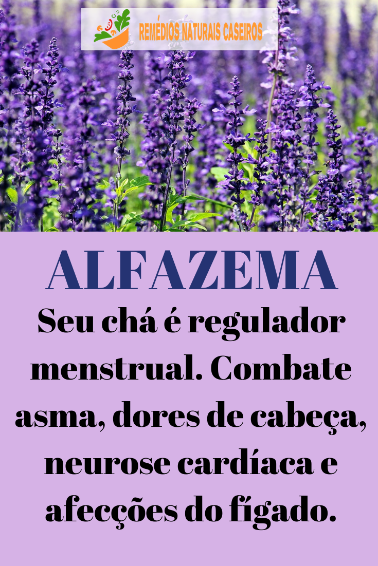 Benefícios da Alfazema 