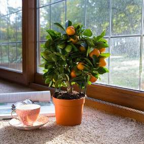 Bonsai de Gabiroba: Como Fazer e Cultivar