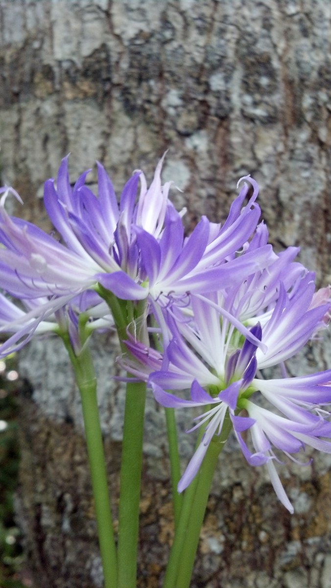 Flor Amarílis Azul: Existe? Como Cuidar, Bulbo e Fotos | Mundo Ecologia