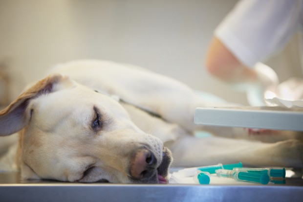 Cachorro Com Cinomose no Veterinário 