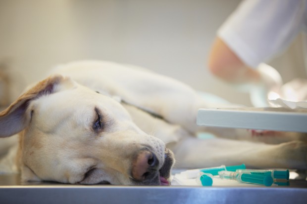 Cachorro Com Cinomose no Veterinário