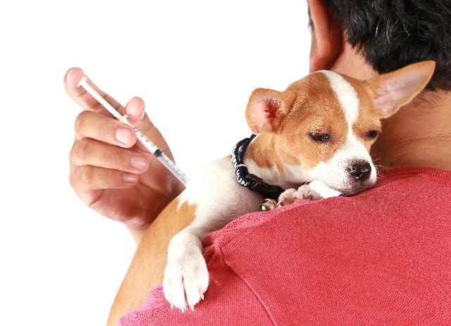 Cachorro Com Parvovirose, Sendo Medicado