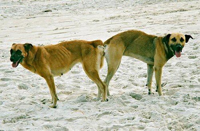 Cetosis en cachorros