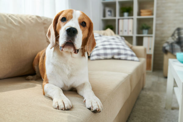 Cachorro no Apartamento 