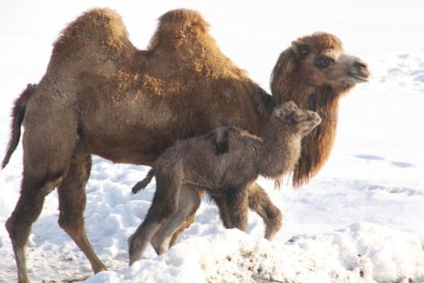 Camelo Com o Filhote