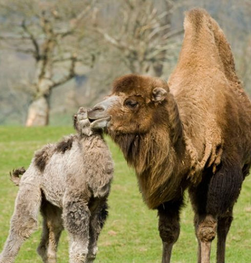 Camelo Com o Filhote 