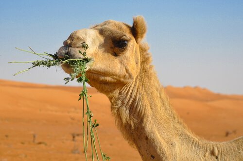 Camelo se Alimentando