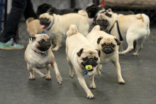 Top 10 Canis De Pug No Brasil: Quais São Os Melhores?