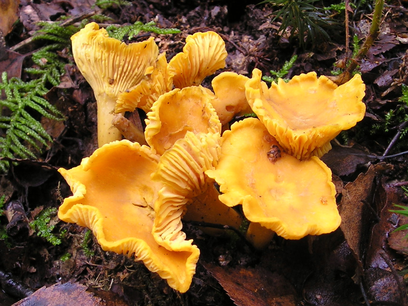 Cantharellus Cibarius