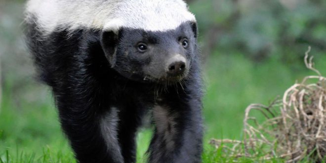 Ratel E Imune A Veneno De Cobra Mundo Ecologia