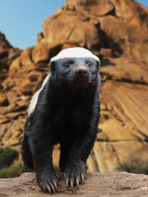 Ratel E Imune A Veneno De Cobra Mundo Ecologia
