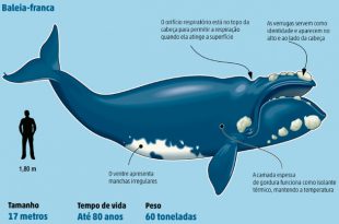 Reprodução da Baleia: Filhotes e Período de Gestação | Mundo Ecologia