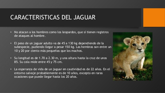 Características do Jaguar 