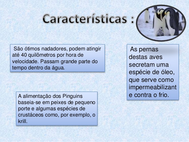 Características do Pinguim 