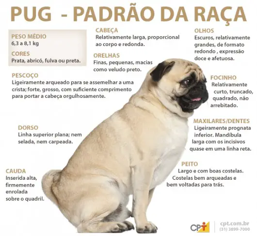 Características do Pug 