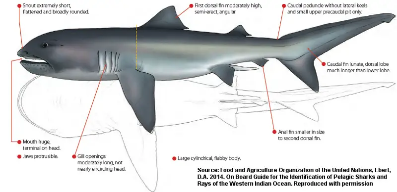 Características do Tubarão Boca Grande