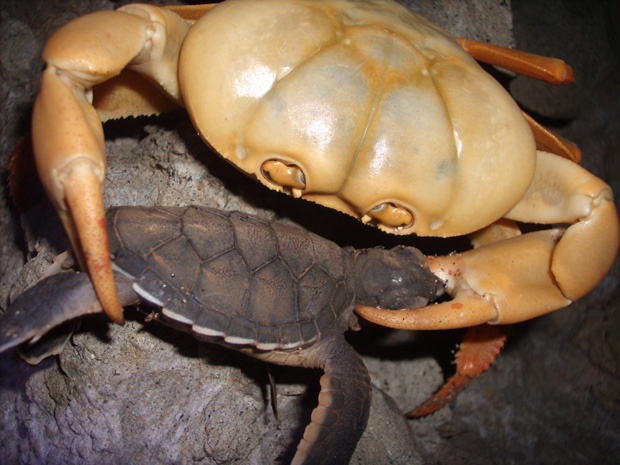 Caranguejo Atacando uma Tartaruga 