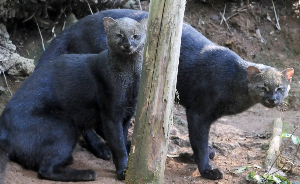 Casal de Gato Mourisco