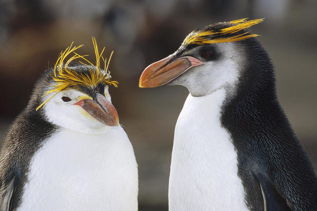 Casal de Pinguim-Das-Snares