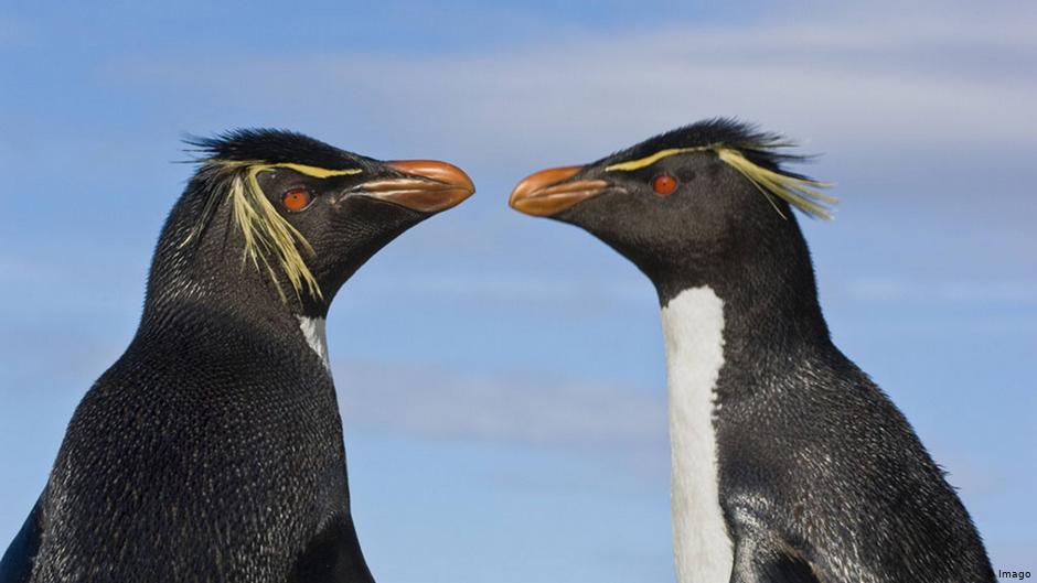 Casal de Pinguim Saltador da Rocha