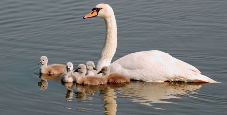 Cisne Fêmea: Curiosidades e Bico do Cisne